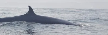 Avistamientos de ballenas y charlas se realizaron en el amenazado Santuario de la Naturaleza Península de Hualpén