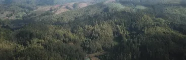 Vecino denuncia uso forestal del temido Glifosato y otros agrotóxicos en Hualqui