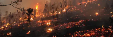 Tribunal Internacional de los Derechos de la Naturaleza sesionará en Biobío por modelo forestal y megaincendios de 2023
