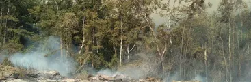 Incendio forestal en cerros Manquimávida y Caracol alcanza Reserva Nonguén afectando hectáreas de bosque nativo