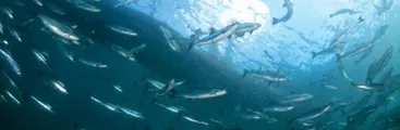 Un problema crónico de las salmoneras:  Nuevo escape de miles de salmones en Chiloé en menos de 3 meses