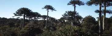 Tala de 40 araucarias al interior del Parque Nacional Nahuelbuta: lo realizó CONAF haciendo un cortafuego