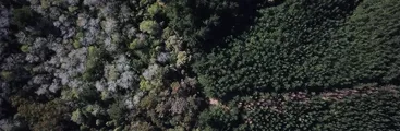 Día de los Bosques en el Biobío: la "pandemia" es el monocultivo forestal
