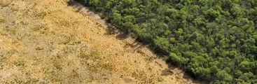 Parar deforestación, regular agroindustria y comercio de especies exóticas: medidas para evitar pandemias, indica estudio