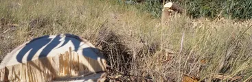 Comunidad tala monocultivo forestal en Humedal Tubul Raqui y donan leña a Escuela de Tubul en Arauco