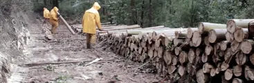 Justicia reconoce que predio ocupado hace 30 años por Forestal Arauco pertenece a comunidad mapuche