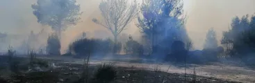 Incendio forestal afectó bosque nativo en la comuna de Arauco
