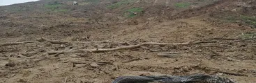 Contraloría puso fin a tala de bosque nativo con fines agroindustriales