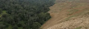 La deforestación de bosque nativo continúa en pandemia: OLCA denuncia incumpliento de Conaf ante Contraloría
