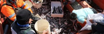 Pescadores de Tirúa regalan toneladas de alimento en medio de crisis por covid 19
