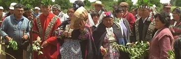 Territorio Mapuche Pehuenche registra mayor cantidad de contagios por habitantes en Biobío