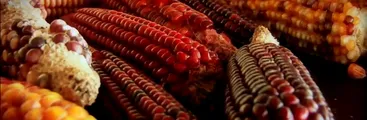 Siete cápsulas audiovisuales acerca de soberanía alimentaria se transmitirán a través de Resumen