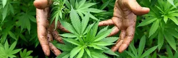 Legalización de marihuana ¿recurso para paliar crisis económica post pandemia?