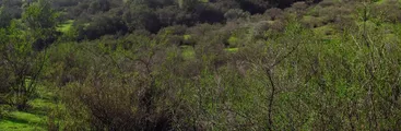 Proyecto inmobiliario amenaza con destruir el ecosistema del Bosque Panul
