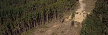 Sociedades científicas piden que empresas forestales estén obligadas a hacer estudios de impacto ambiental
