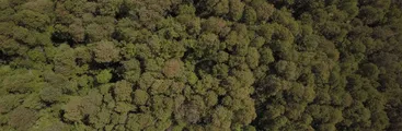 Pese a oposición de vecinas/os remate del último bosque nativo de Longaví recibió oferta para adquirir un lote