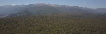 Remate del último gran bosque nativo de Longaví no recibió ofertas tras movilizaciones de la población