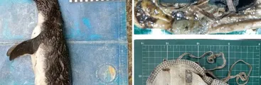 Necropsia reveló primer caso documentado de pingüino muerto por ingerir una mascarilla