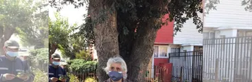 Árbol defendido por adulta mayor en Talcahuano se secó tras traslado a vivero municipal