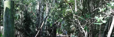 Pese a ser multados: Empresas Eltit sigue destruyendo bosque nativo y cementerios mapuche en Pucón