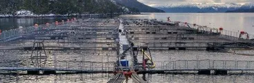 Trescientas solicitudes de caducidad de concesiones acuícolas salmoneras han presentado organizaciones y pesca artesanal australes