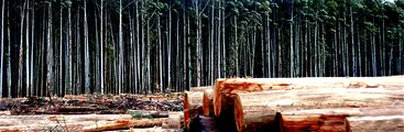 Forestal Arauco, un vecino muy tóxico para seres humanos y abejas