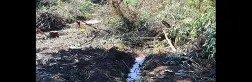 Talcahuano: Vecinas/os de Cerro Buena Vista acusan tala irregular de árboles e intervención de vertiente
