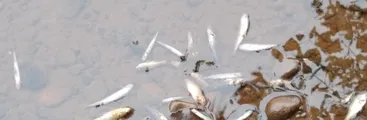 Denuncian presencia de peces muertos en río Mulchén: Vecinas/os exigen conocer responsabilidades