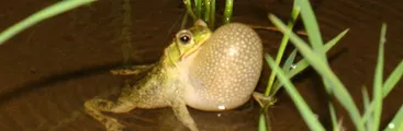 Fumigaciones causan alteraciones en gónadas e hígado de ranas en monocultivos de arroz, revela estudio