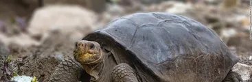 Descubren en Galápagos tortuga gigante que se creía extinguida hace más de un siglo