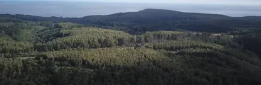 Colegio de Arquitectos por catástrofe forestal de incendios: “Es inconcebible extensas áreas con monocultivos en momentos álgidos de cambio climático”