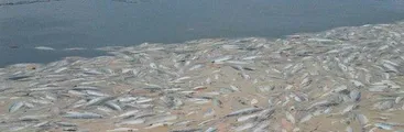 Fiscalía de Valparaíso buscaría cerrar investigación contra salmoneras implicadas en el vertimiento de salmones muertos en Chiloé en 2016