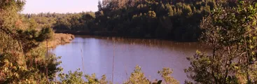 Laguna Junquillar: Convocan a actividad sobre protección de ecosistema amenazado en San Pedro de la Paz