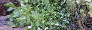 La dramática pérdida de especies nativas arrasadas por faenas de áridos sin permiso en Hualqui