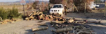 Rucalhue: Empresa hidroeléctrica que taló árboles nativos aseguró contar con autorización de Conaf