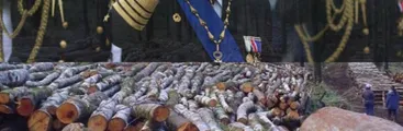 Queule: El árbol en peligro de extinción amenazado por la Armada en la Península de Tumbes