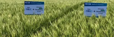 En la puerta del horno: Pan transgénico y con residuos de plaguicidas peligrosos