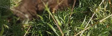 Maltrato animal: Encuentran muertos a perros en situación de abandono en Santuario de la Naturaleza de Hualpén