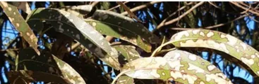 De los pesticidas al racismo e injusticia socioambiental en Wallmapu: Las otras formas de exterminar la vida