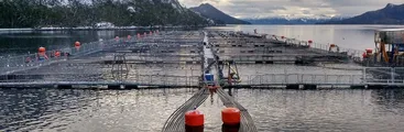 La fraudulenta certificación “Ballena segura" para lavar la imagen de las salmoneras