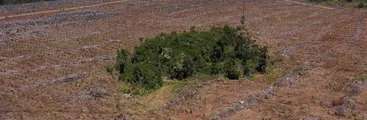 Plantaciones forestales: Nuevo estudio recopila evidencia sobre efecto negativo en suministro de agua de cuencas