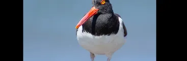 Pilpilenes del Gran Concepción bajo amenaza: Denuncian destrucción de nidos y contaminación de playa Isla de los Reyes Rocuant