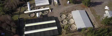Piscicultura Sur Inversiones: Hongos, bacterias y malos olores en el estero Pichicoreo en Quilleco