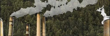 Campaña audiovisual denuncia los impactos del modelo forestal y celulosa en Chile y Wallmapu