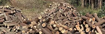 Arauco: Denuncian tala de árboles en cerro Colo Colo en medio de posible declaración de sitio de importancia cultural mapuche