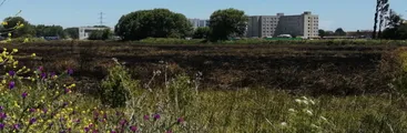 Acusan tardía respuesta por parte del municipio de Concepción y la Conaf tras incendio de Humedal Paicaví