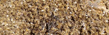 Miles de abejas mueren en Nacimiento: apicultores apuntan a Forestal Mininco de CMPC