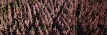 El rol del pino y eucalipto en los incendios de Europa