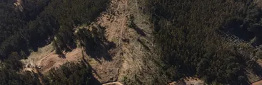 Denuncian tala indiscriminada de bosque en Santuario de la Naturaleza de Hualpén