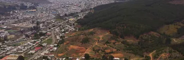 Presencial y telemático: Realizarán encuentro socioambiental "Por la superación del modelo forestal" en Curanilahue